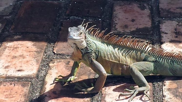 Green iguana plague infesting southern Florida | The Sun Post