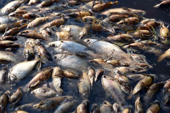 Thousands of dead fish per red tide appear on Florida beaches | The Sun ...