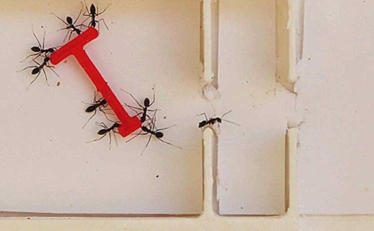 Ants outperform humans at solving group problems - The Sun Post